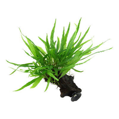 Microsorum pteropus 'Narrow' auf Wurzel mit Sauger