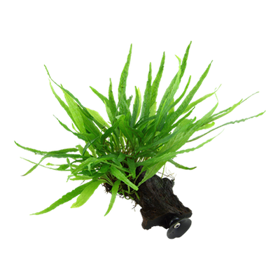 Microsorum pteropus 'Narrow' auf Wurzel mit Sauger