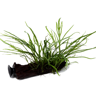Microsorum pteropus 'Trident' auf Wurzel mit Sauger