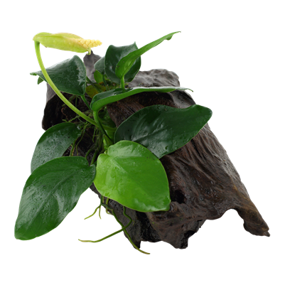Anubias barteri nana auf Wurzel