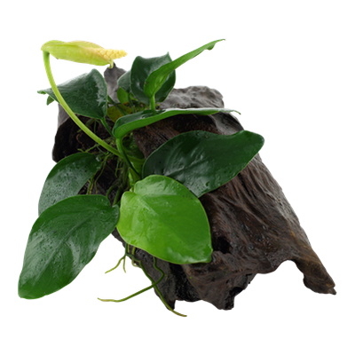 Anubias barteri nana auf Wurzel