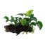 Anubias barteri sp. auf Wurzel - XL