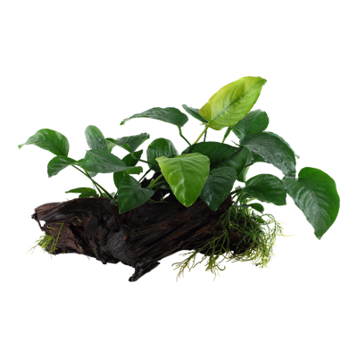 Anubias barteri sp. auf Wurzel - XL