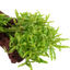 Pogostemon helferi auf Lavastein