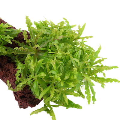 Pogostemon helferi auf Lavastein