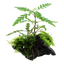 Hygrophila pinnatifida & moss auf Wurzel