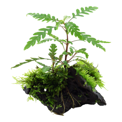 Hygrophila pinnatifida & moss auf Wurzel