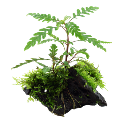 Hygrophila pinnatifida & moss auf Wurzel