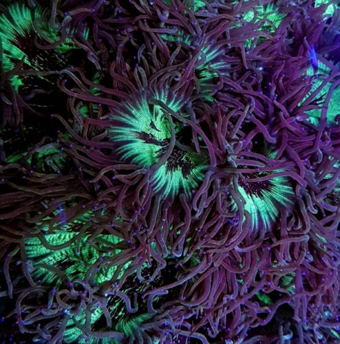 Catalaphyllia jardinei
