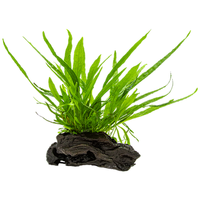 Microsorum pteropus nano wood auf Wurzel