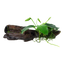 Anubias barteri nana auf Wurzel mit Sauger