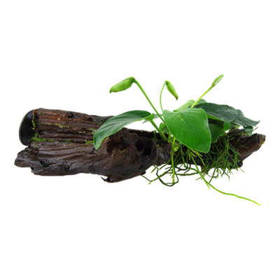 Anubias barteri nana auf Wurzel mit Sauger