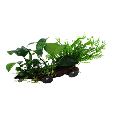 Microsorum sp. auf Wurzel mit Sauger - XL