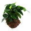 Anubias barteri nana auf Lavastein