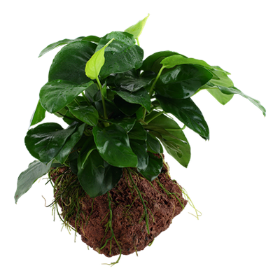 Anubias barteri nana auf Lavastein