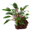 Cryptocoryne beckettii 'Petchii' auf Lavastein