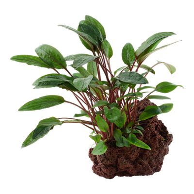 Cryptocoryne beckettii 'Petchii' auf Lavastein