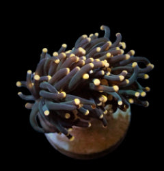 Euphyllia glabrescens (Orange-Pink tip) (1 hd.) NZ