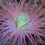 Pachycerianthus spp. (Orange)