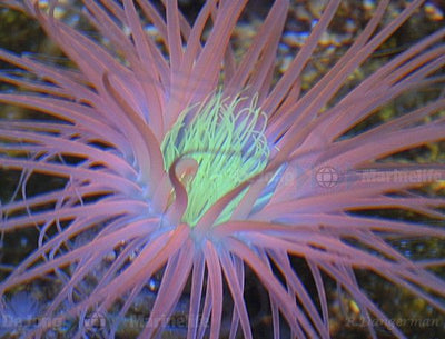 Pachycerianthus spp. (Orange)