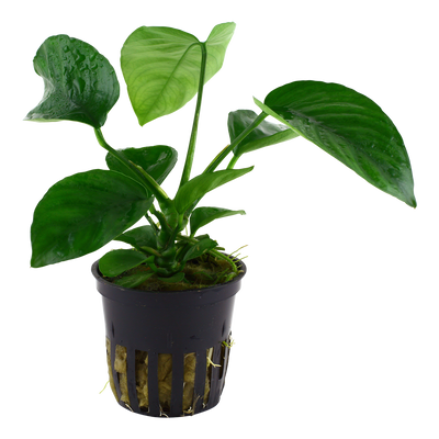 Anubias barteri var. caladiifolia