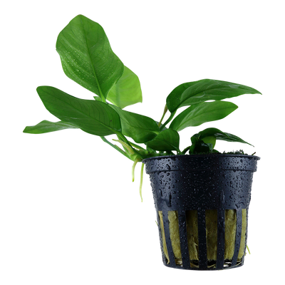 Anubias barteri var. nana