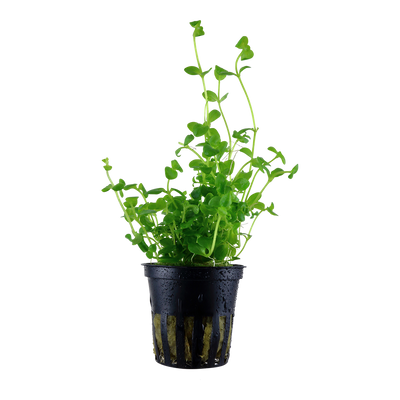 Bacopa australis