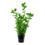 Low Budget Pflanzenset 100-120 Liter mit CO2-Anlage