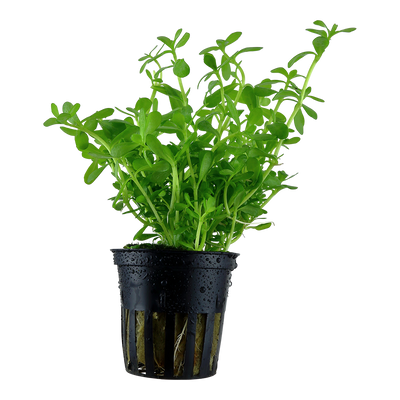 Bacopa monnieri 'Compact