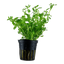Low Budget Pflanzenset 250-300 Liter mit CO2-Anlage