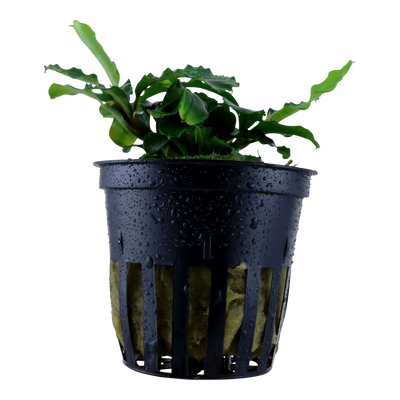 Bucephalandra pygmaea 'Bukit Kelam'