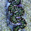 Tridacna maxima (Green)