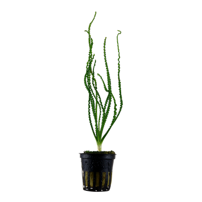 Crinum calamistratum
