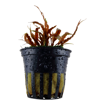 Cryptocoryne albida 'Brown'