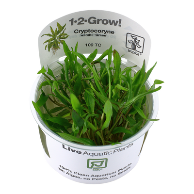 Cryptocoryne wendtii 'Green