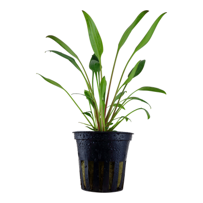 Cryptocoryne x willisii