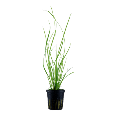 Cyperus helferi