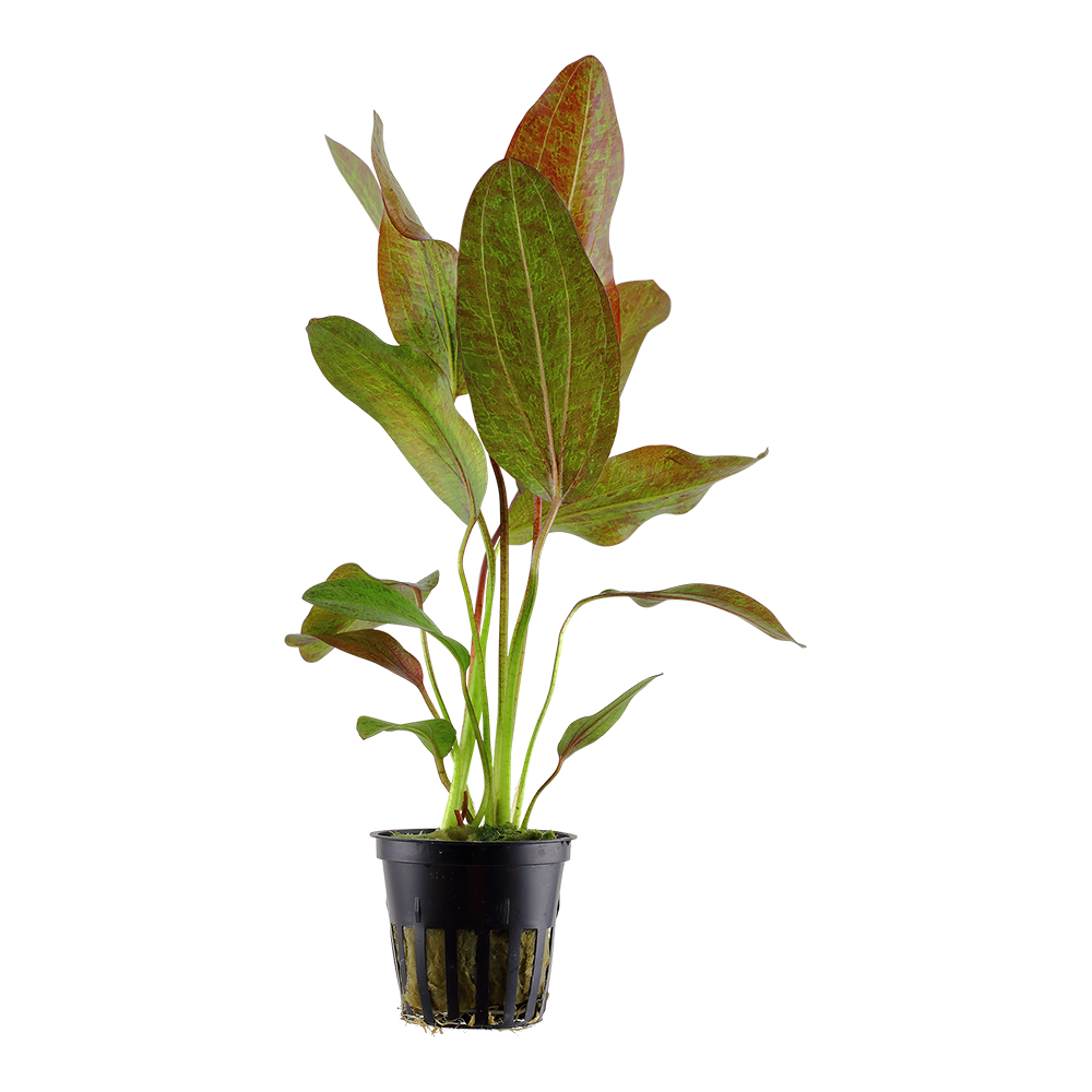 Echinodorus 'Ozelot'
