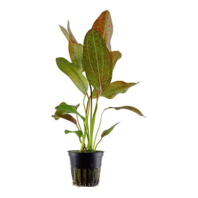 Echinodorus 'Ozelot'