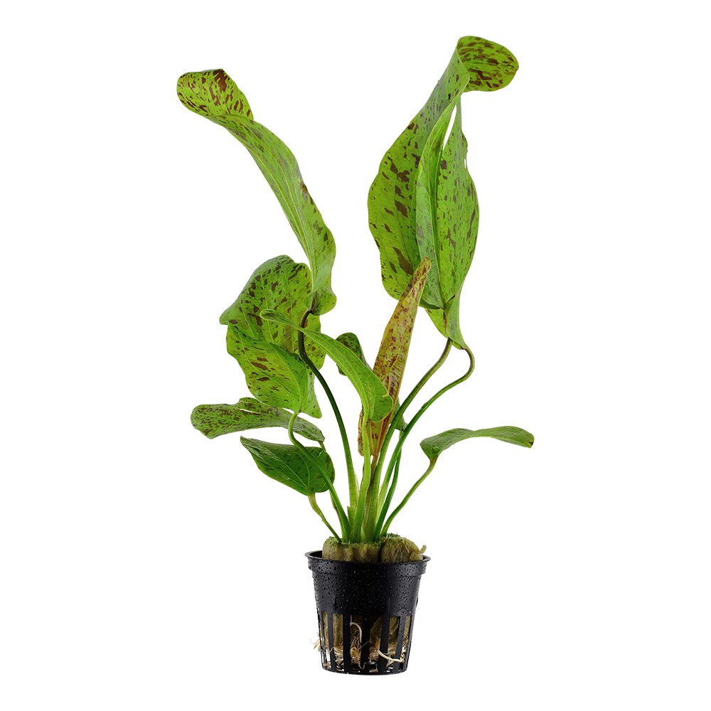 Echinodorus 'Ozelot Green'