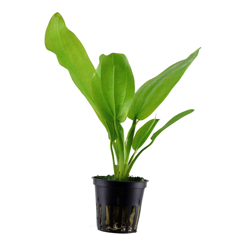 Echinodorus cordifolius 'Fluitans'