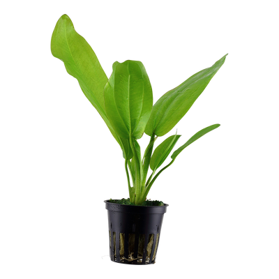Echinodorus cordifolius 'Fluitans'