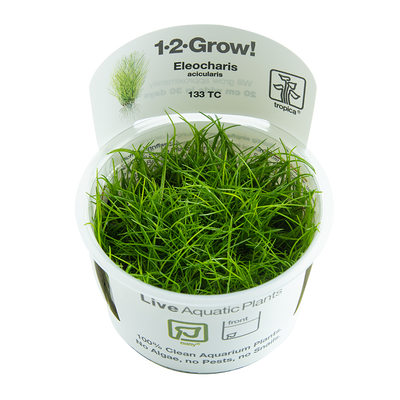 Eleocharis acicularis