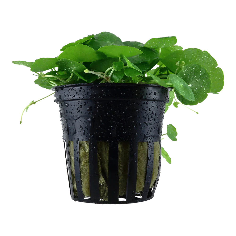 Low Budget Pflanzenset 450-500 Liter mit CO2-Anlage