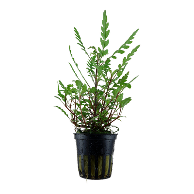 Hygrophila pinnatifida