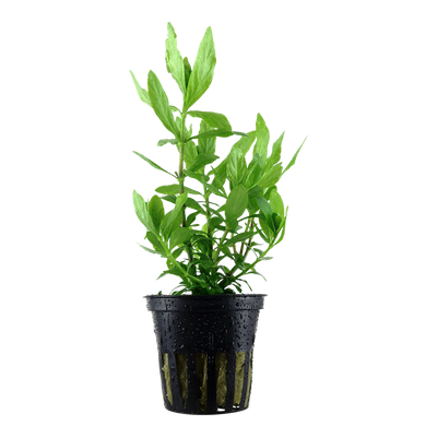 Hygrophila polysperma