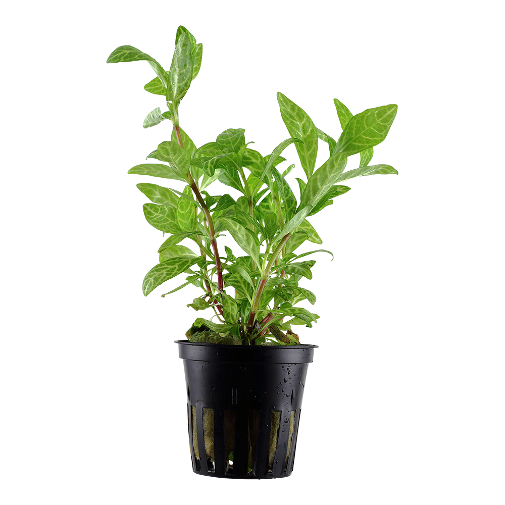 Hygrophila polysperma 'Rosanervig'