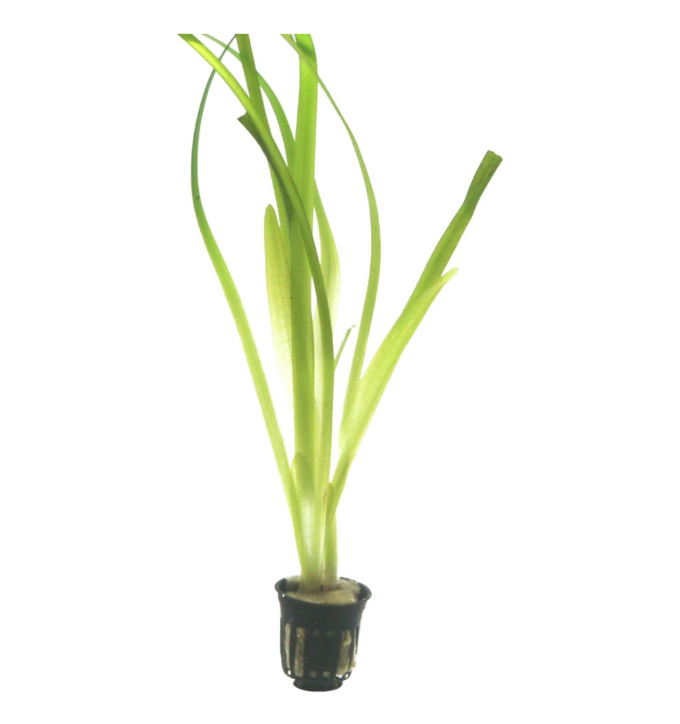 Vallisneria americana 'Gigantea'