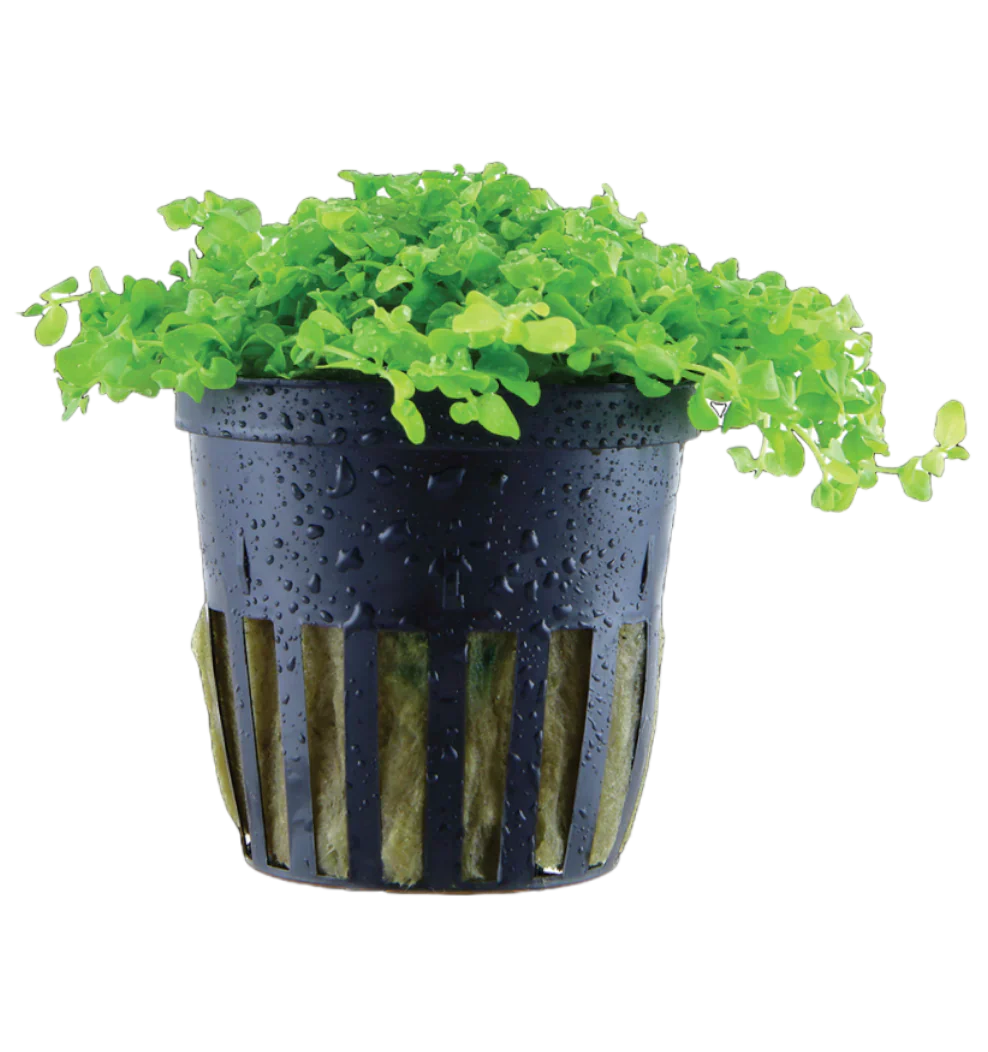 Standard Pflanzenset 60-80 Liter mit CO2-Anlage