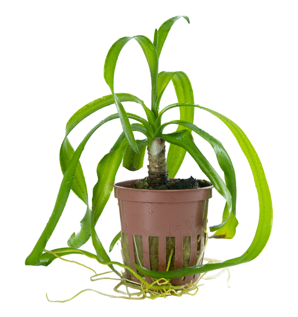 Crinum thaianum
